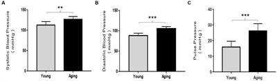Age-induced aortic modifications are accompanied by alterations in the antioxidant defense system in female rats
